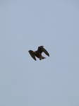 SX28391 Kestrel (Falco tinnunculus).jpg